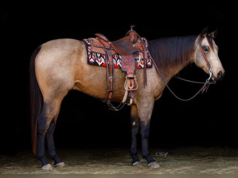 American Quarter Horse Castrone 6 Anni 157 cm Pelle di daino in Ravenna, TX