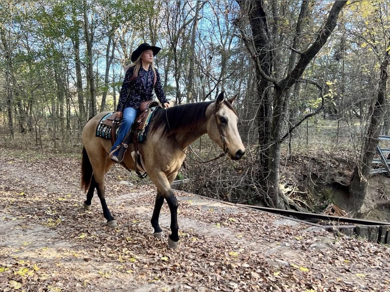 American Quarter Horse Castrone 6 Anni 157 cm Pelle di daino in Ravenna, TX