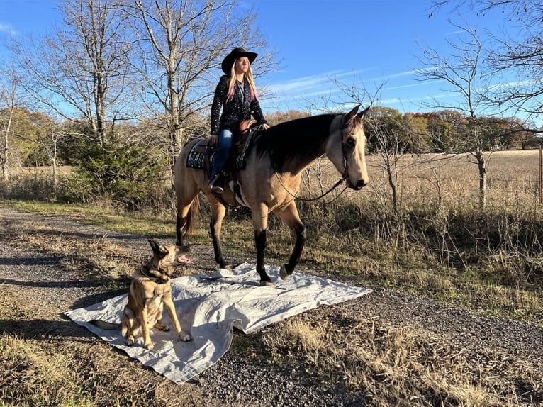 American Quarter Horse Castrone 6 Anni 157 cm Pelle di daino in Ravenna, TX