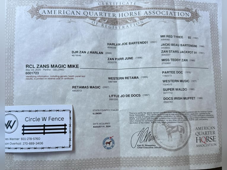 American Quarter Horse Castrone 6 Anni 157 cm Perlino in Santa Fe TN