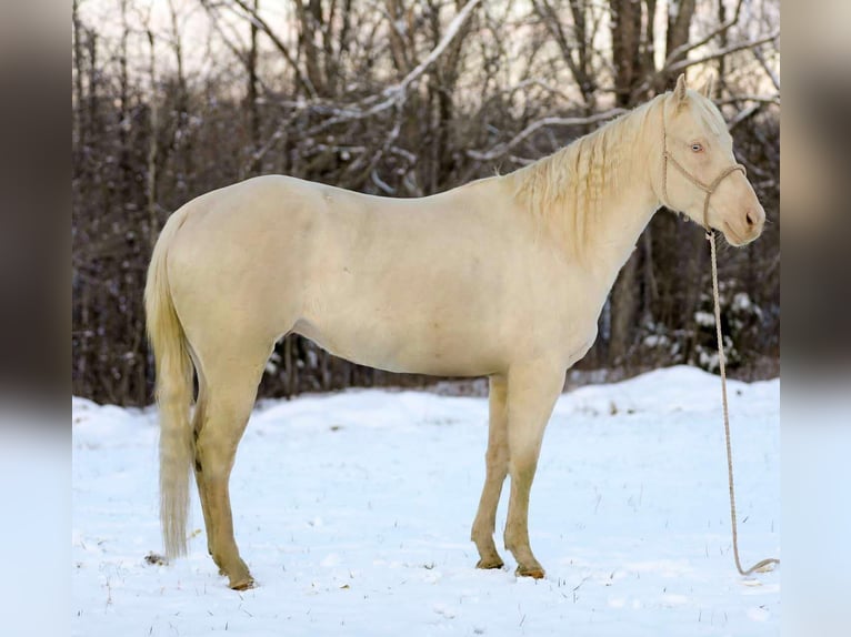 American Quarter Horse Castrone 6 Anni 157 cm Perlino in Santa Fe TN