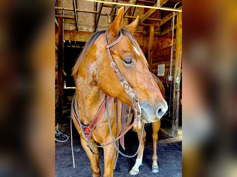 American Quarter Horse Castrone 6 Anni 157 cm Roano rosso in Northfield, MA
