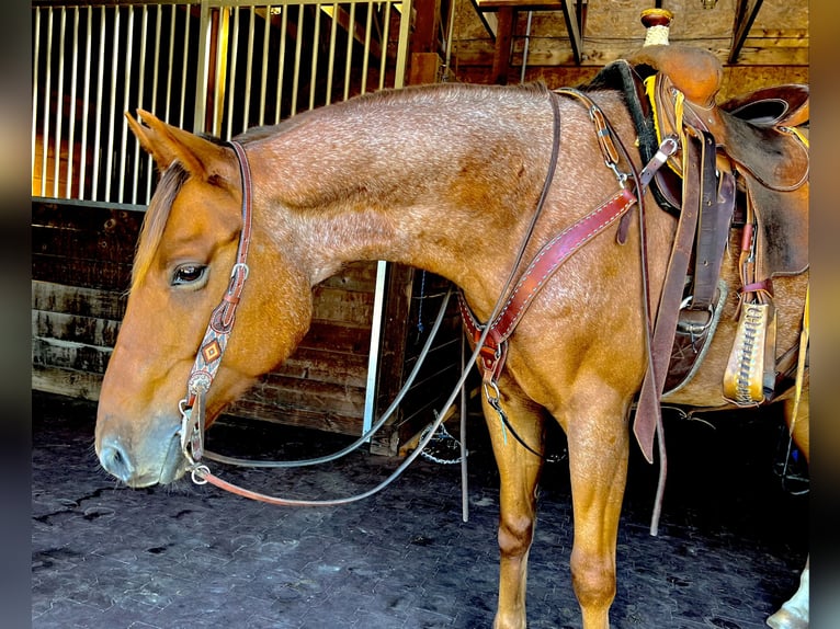 American Quarter Horse Castrone 6 Anni 157 cm Roano rosso in Northfield, MA