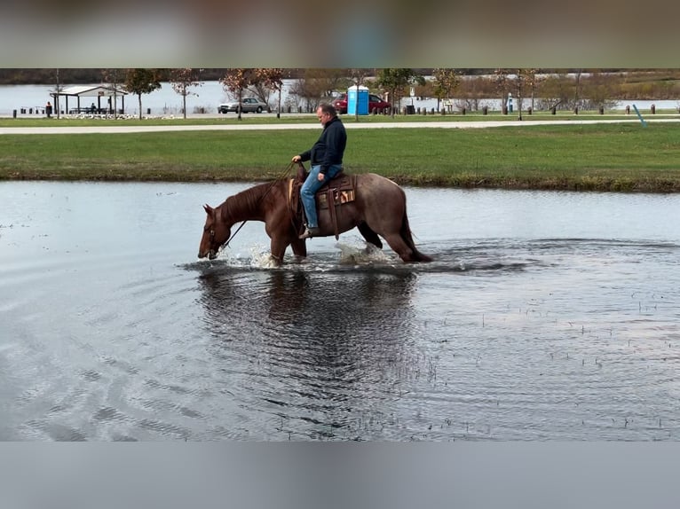 American Quarter Horse Castrone 6 Anni 157 cm Roano rosso in Henderson, KY