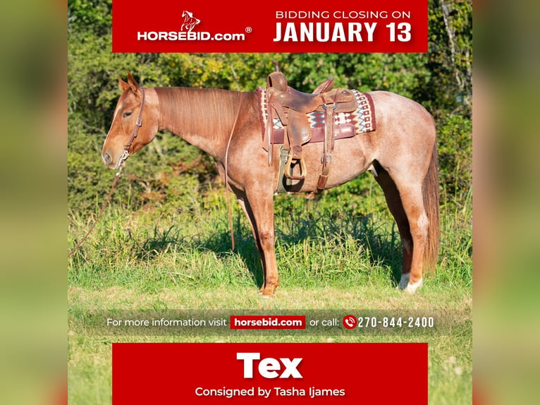 American Quarter Horse Castrone 6 Anni 157 cm Roano rosso in Henderson, KY