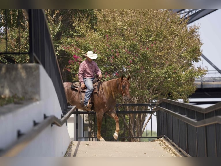 American Quarter Horse Castrone 6 Anni 157 cm Roano rosso in Waco, TX