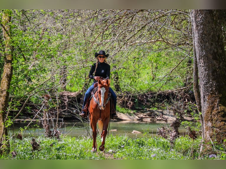 American Quarter Horse Castrone 6 Anni 157 cm Sauro ciliegia in Flemingsburg KY