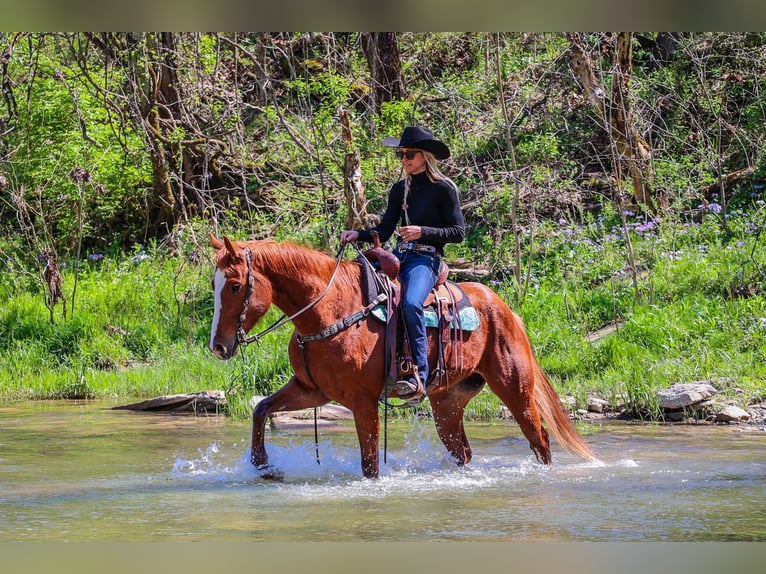 American Quarter Horse Castrone 6 Anni 157 cm Sauro ciliegia in Flemingsburg KY