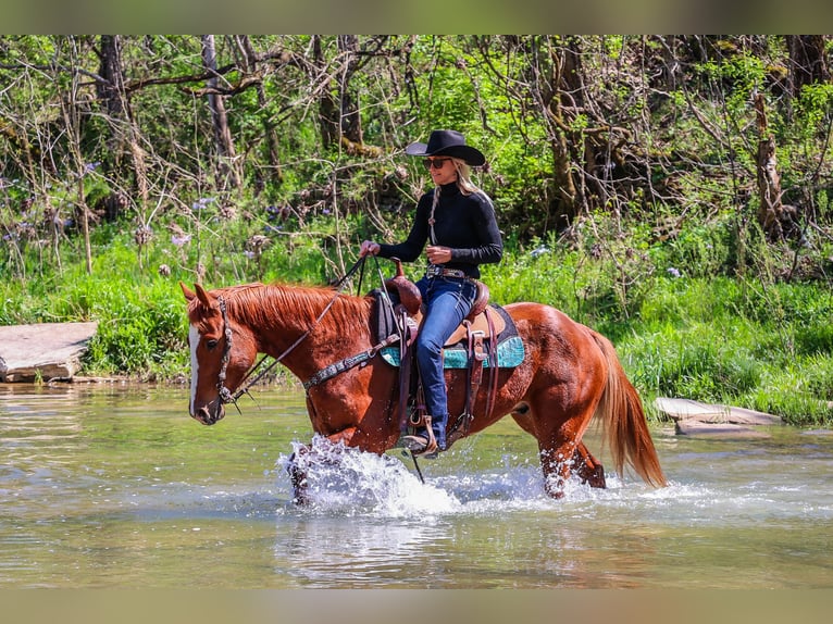 American Quarter Horse Castrone 6 Anni 157 cm Sauro ciliegia in Flemingsburg KY