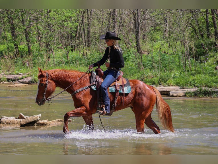 American Quarter Horse Castrone 6 Anni 157 cm Sauro ciliegia in Flemingsburg KY