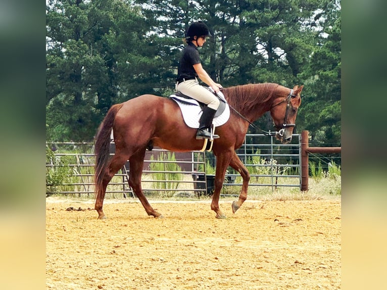 American Quarter Horse Castrone 6 Anni 157 cm Sauro ciliegia in Sheridan