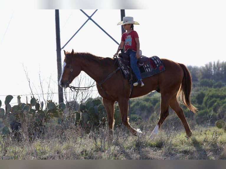 American Quarter Horse Castrone 6 Anni 157 cm Sauro ciliegia in Mineral Wells