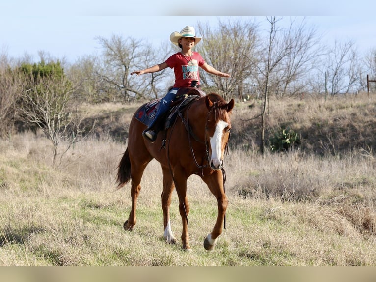 American Quarter Horse Castrone 6 Anni 157 cm Sauro ciliegia in Mineral Wells