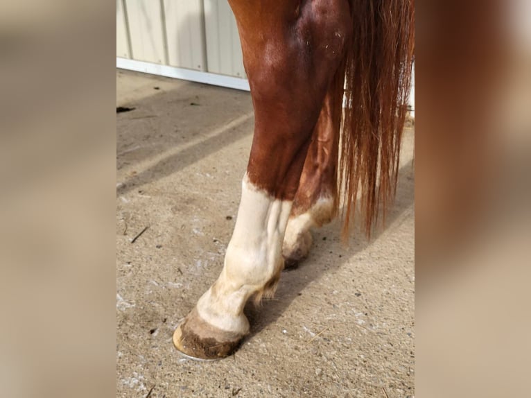 American Quarter Horse Castrone 6 Anni 157 cm Sauro in BENTON, KY