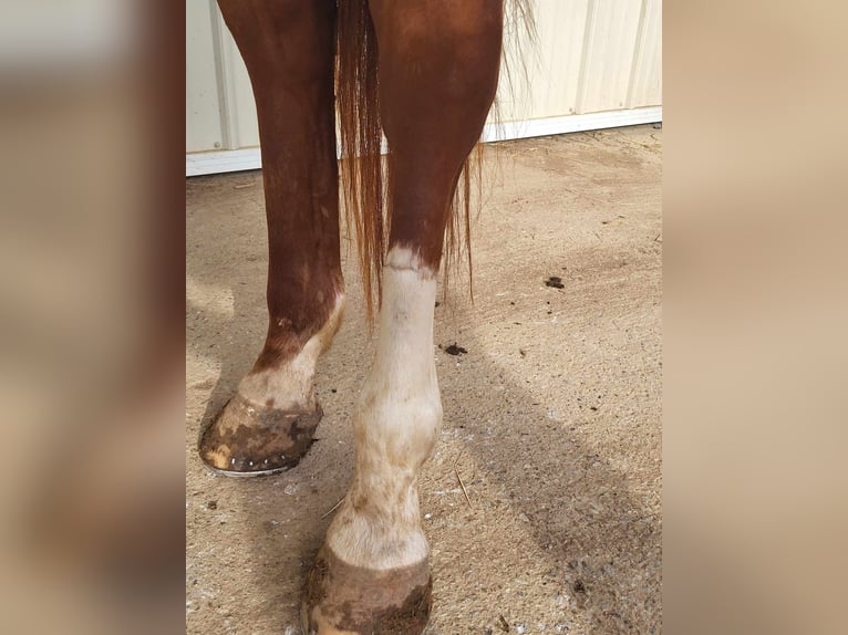 American Quarter Horse Castrone 6 Anni 157 cm Sauro in BENTON, KY