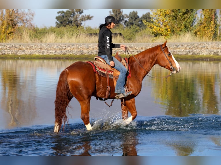 American Quarter Horse Castrone 6 Anni 157 cm Sauro scuro in Pleasant Grove CA