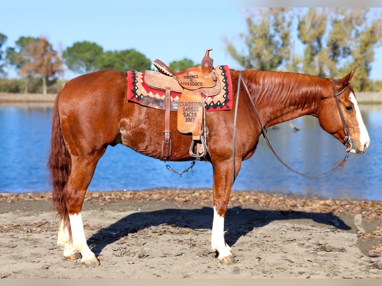 American Quarter Horse Castrone 6 Anni 157 cm Sauro scuro in Pleasant Grove CA