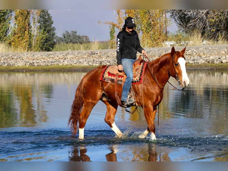 American Quarter Horse Castrone 6 Anni 157 cm Sauro scuro in Pleasant Grove CA