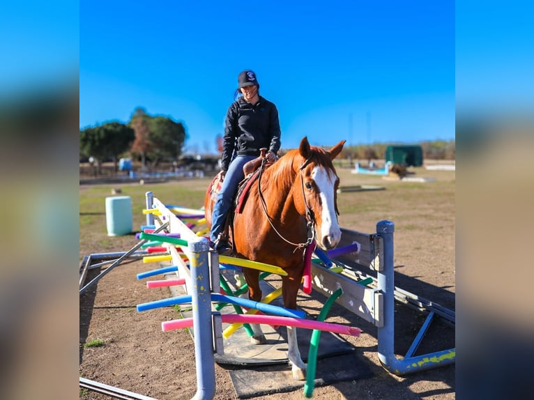 American Quarter Horse Castrone 6 Anni 157 cm Sauro scuro in Pleasant Grove CA