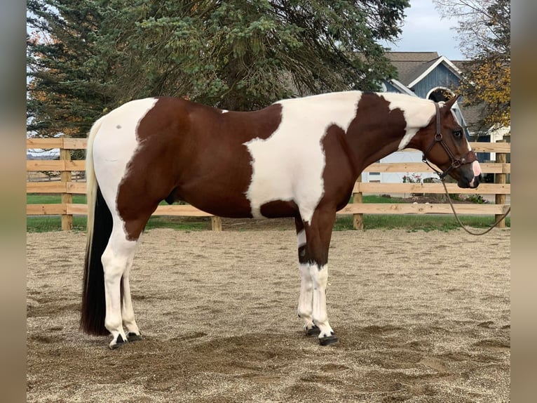 American Quarter Horse Castrone 6 Anni 157 cm Tobiano-tutti i colori in Ashland, OH