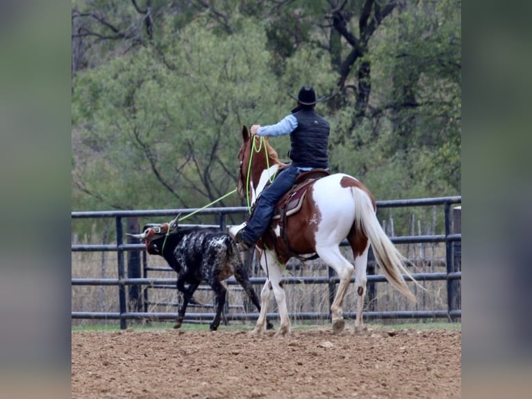American Quarter Horse Castrone 6 Anni 157 cm Tobiano-tutti i colori in Breckenridge TX