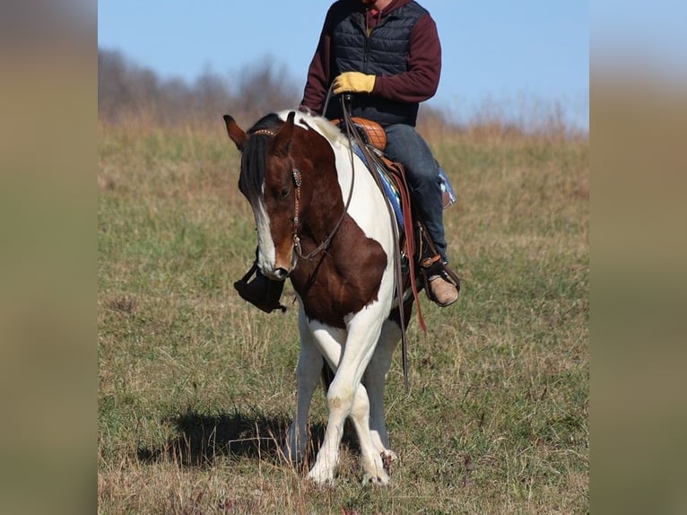 American Quarter Horse Castrone 6 Anni 157 cm Tobiano-tutti i colori in Brodhead KY