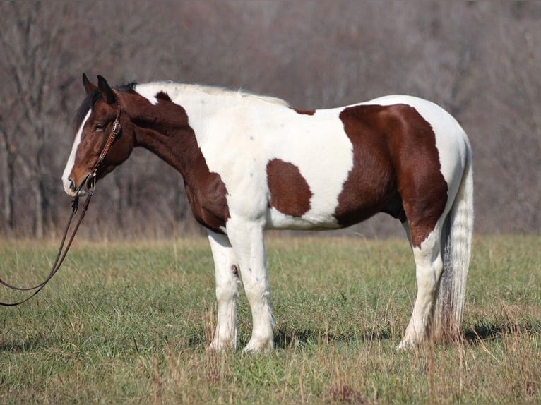 American Quarter Horse Castrone 6 Anni 157 cm Tobiano-tutti i colori in Brodhead KY