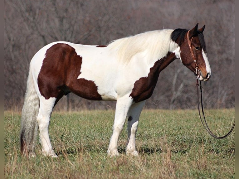 American Quarter Horse Castrone 6 Anni 157 cm Tobiano-tutti i colori in Brodhead KY