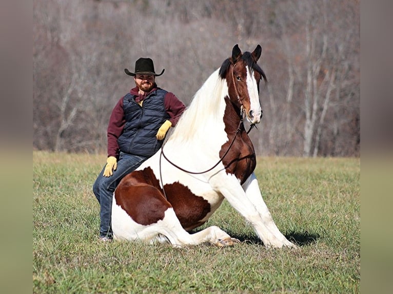 American Quarter Horse Castrone 6 Anni 157 cm Tobiano-tutti i colori in Brodhead KY