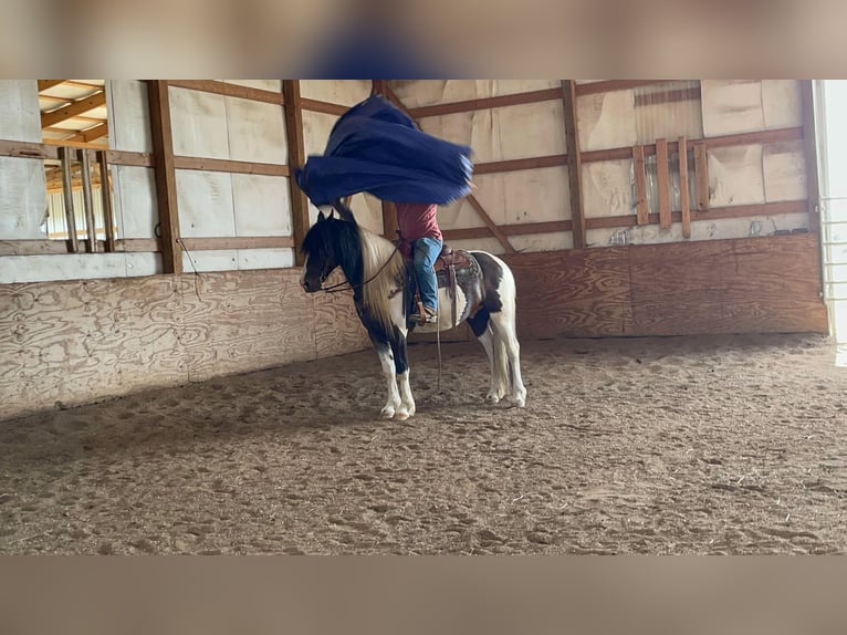 American Quarter Horse Castrone 6 Anni 157 cm Tobiano-tutti i colori in Grassy Creek KY