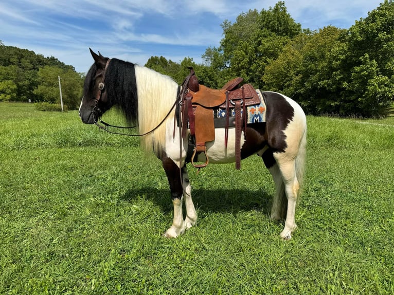 American Quarter Horse Castrone 6 Anni 157 cm Tobiano-tutti i colori in Grassy Creek KY