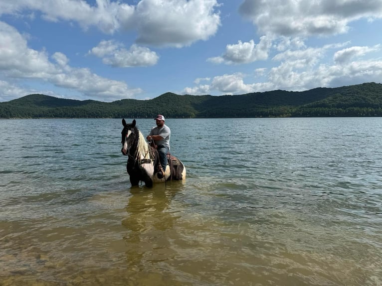 American Quarter Horse Castrone 6 Anni 157 cm Tobiano-tutti i colori in Grassy Creek KY