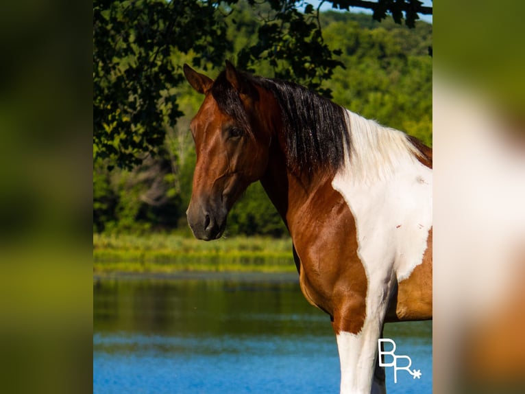 American Quarter Horse Castrone 6 Anni 157 cm Tobiano-tutti i colori in Mt Grove MO