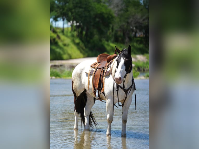 American Quarter Horse Castrone 6 Anni 157 cm Tobiano-tutti i colori in Stephenville TX