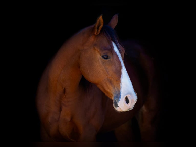 American Quarter Horse Castrone 6 Anni 160 cm Baio ciliegia in Fredricksburg TX