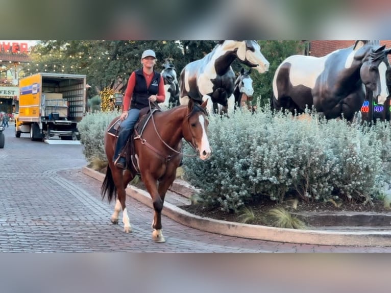 American Quarter Horse Castrone 6 Anni 160 cm Baio ciliegia in Fredricksburg TX