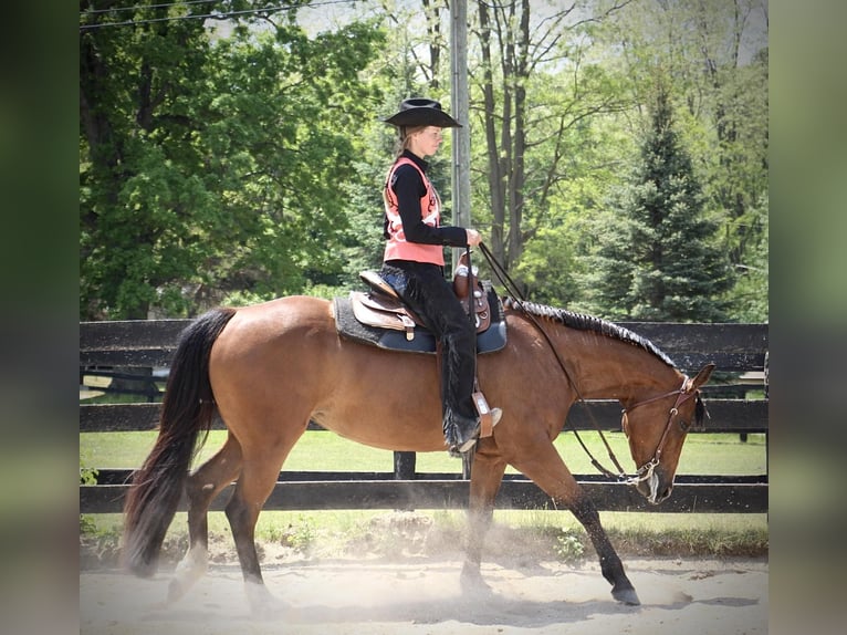 American Quarter Horse Castrone 6 Anni 160 cm Baio ciliegia in Highland MI