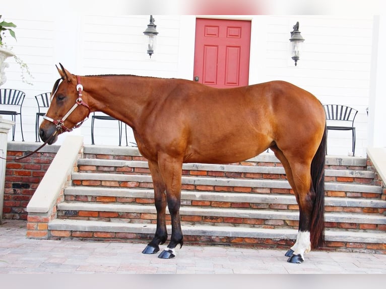 American Quarter Horse Castrone 6 Anni 160 cm Baio ciliegia in Highland MI