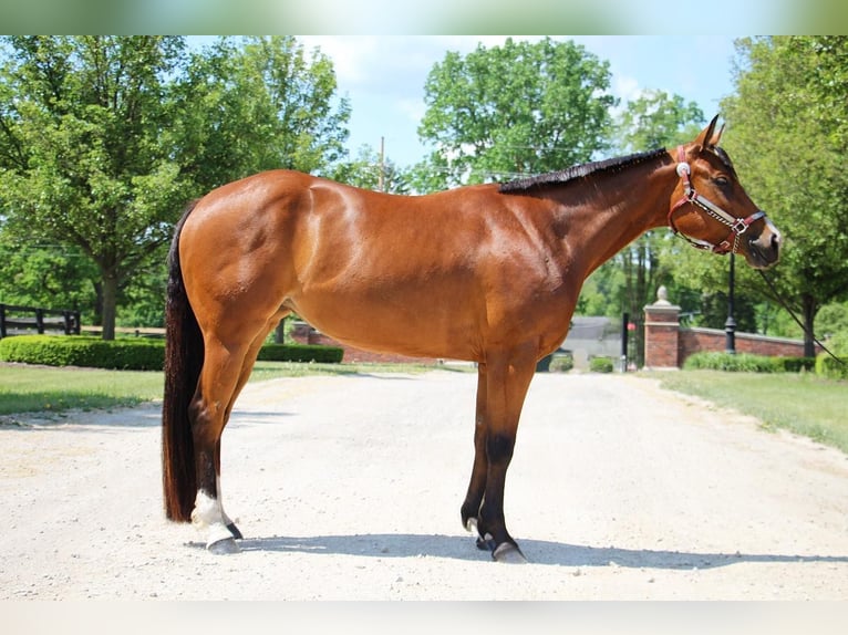 American Quarter Horse Castrone 6 Anni 160 cm Baio ciliegia in Highland MI