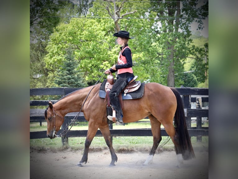 American Quarter Horse Castrone 6 Anni 160 cm Baio ciliegia in Highland MI