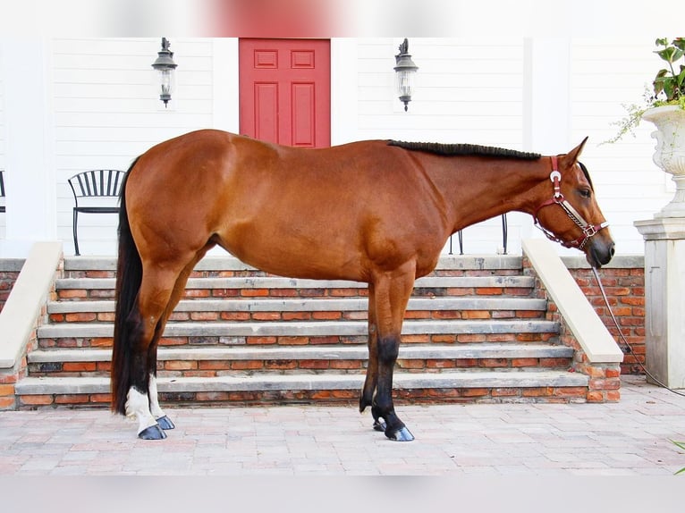 American Quarter Horse Castrone 6 Anni 160 cm Baio ciliegia in Highland MI