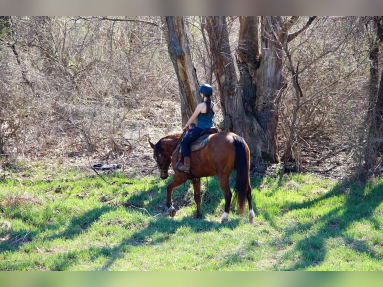 American Quarter Horse Castrone 6 Anni 160 cm Baio ciliegia in Highland MI