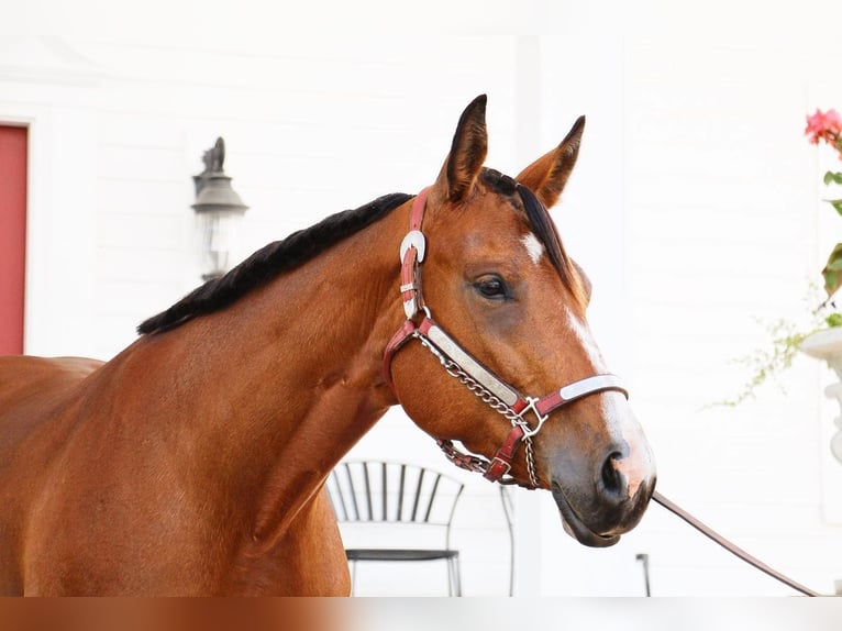 American Quarter Horse Castrone 6 Anni 160 cm Baio ciliegia in Highland MI