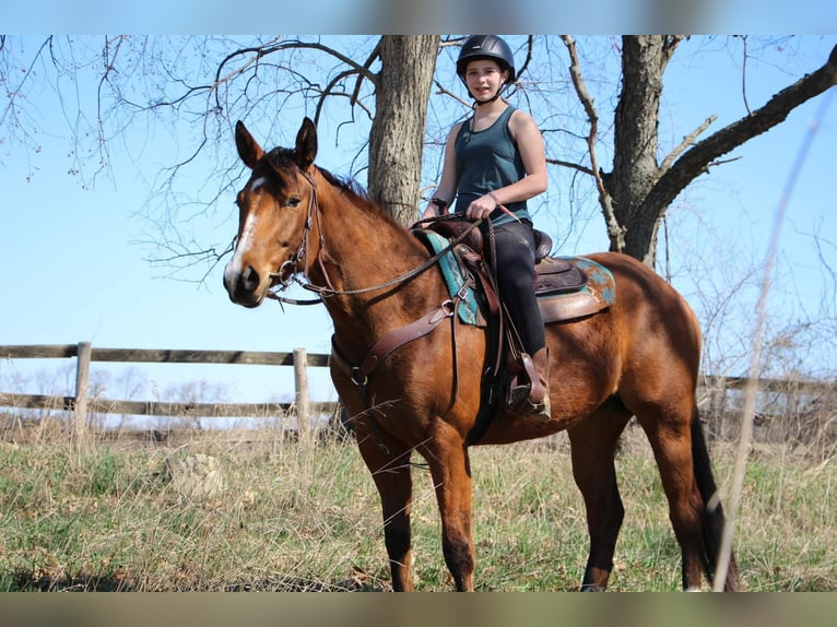 American Quarter Horse Castrone 6 Anni 160 cm Baio ciliegia in Highland MI