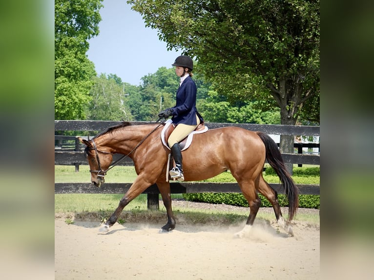 American Quarter Horse Castrone 6 Anni 160 cm Baio ciliegia in Highland MI