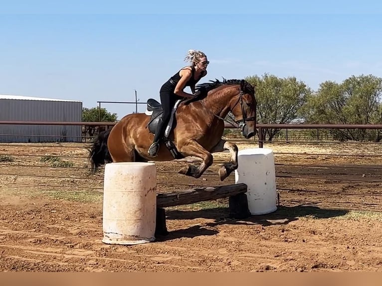 American Quarter Horse Castrone 6 Anni 160 cm Baio ciliegia in Jacksboro TX