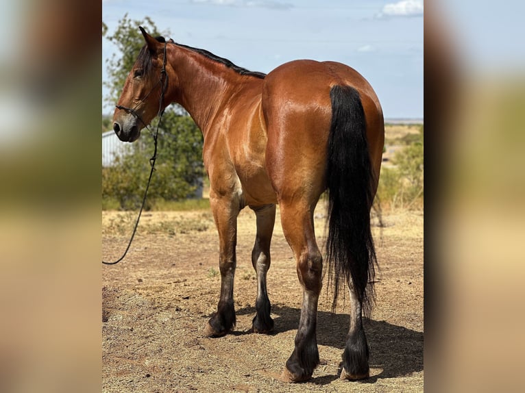 American Quarter Horse Castrone 6 Anni 160 cm Baio ciliegia in Jacksboro TX