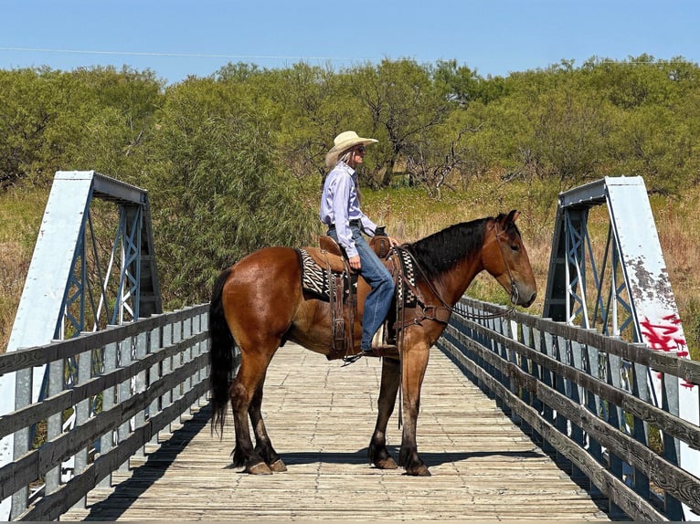 American Quarter Horse Castrone 6 Anni 160 cm Baio ciliegia in Jacksboro TX