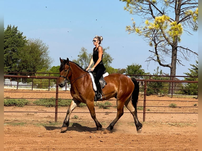 American Quarter Horse Castrone 6 Anni 160 cm Baio ciliegia in Jacksboro TX