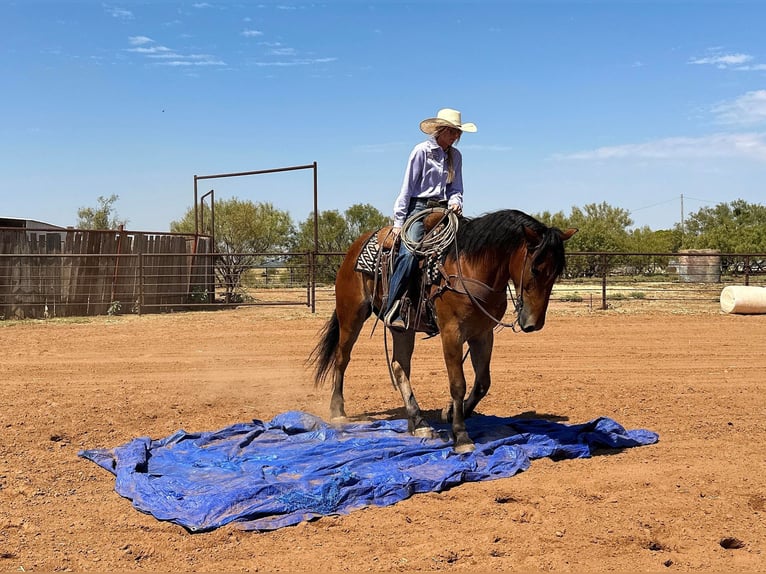 American Quarter Horse Castrone 6 Anni 160 cm Baio ciliegia in Jacksboro TX